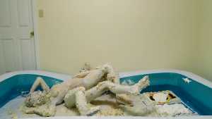 kaydens-and-jade-wrestle-in-cake-and-but
